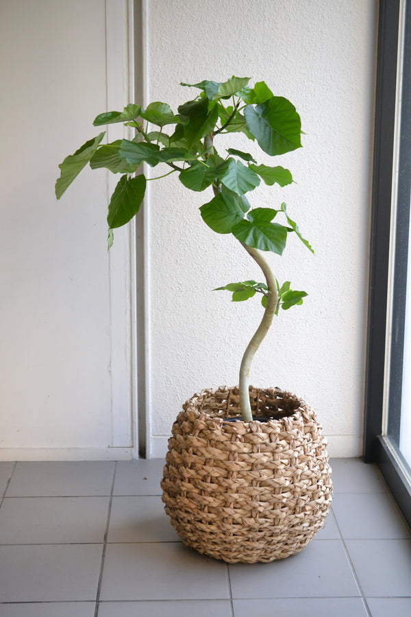 ウンベラータ×バスケット