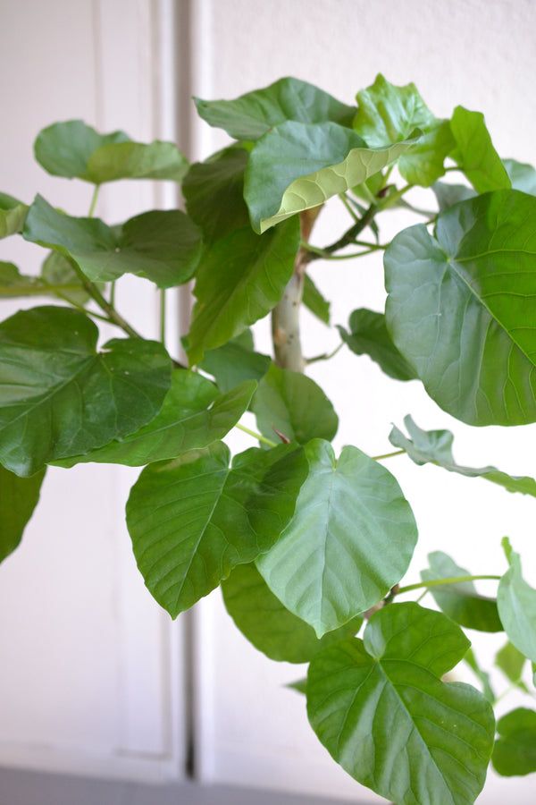 ウンベラータ×バスケット