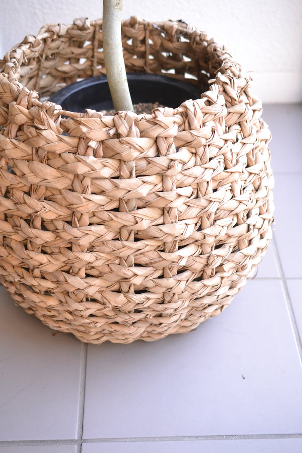 ウンベラータ×バスケット