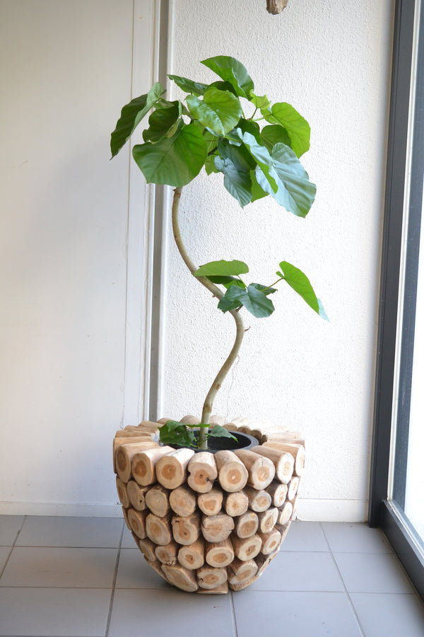 ウンベラータ×ロックウッド