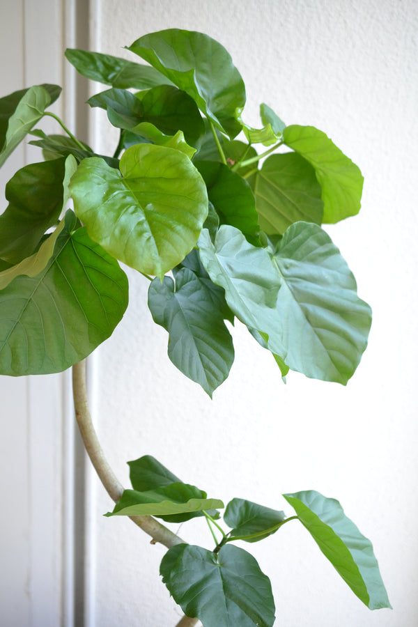 ウンベラータ×ロックウッド