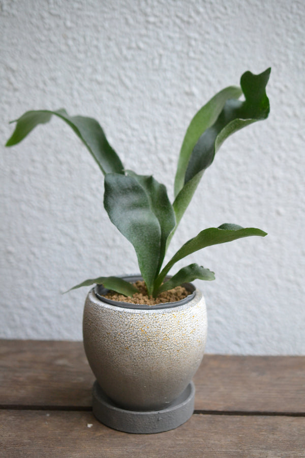 コウモリラン  ネザーランズ