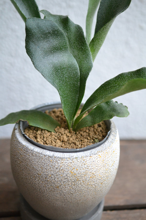 コウモリラン  ネザーランズ