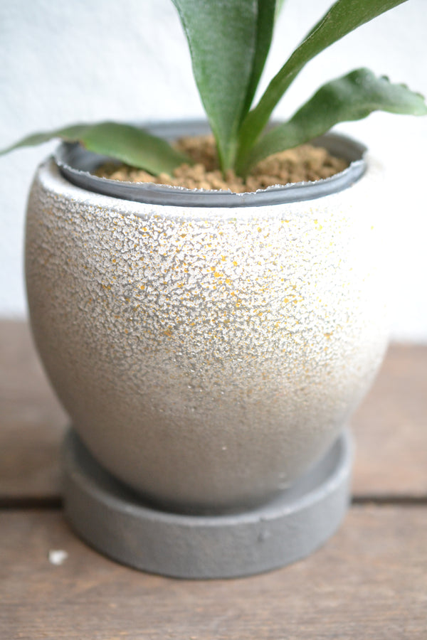 コウモリラン  ネザーランズ