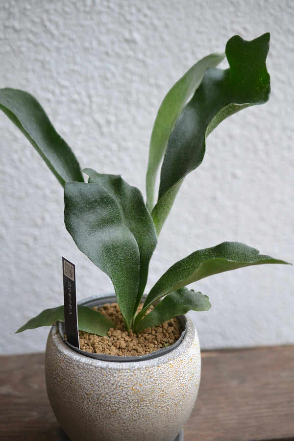 コウモリラン  ネザーランズ