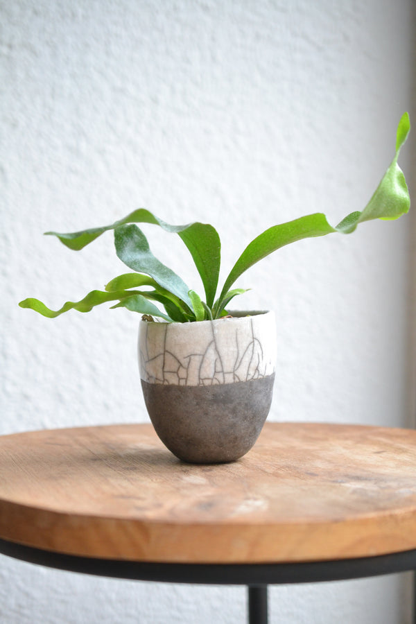 コウモリラン ネザーランズ× DOMANI FES FES Pearl White