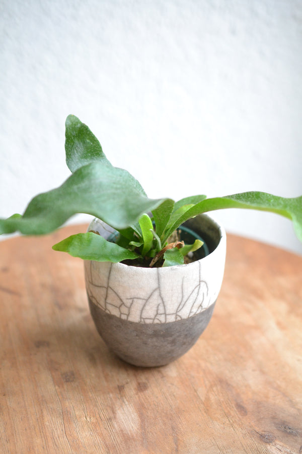 コウモリラン ネザーランズ× DOMANI FES FES Pearl White