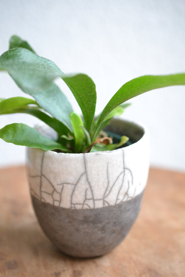 コウモリラン ネザーランズ× DOMANI FES FES Pearl White