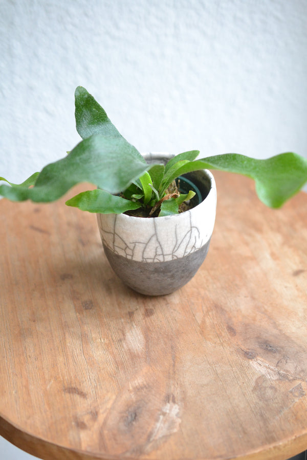 コウモリラン ネザーランズ× DOMANI FES FES Pearl White