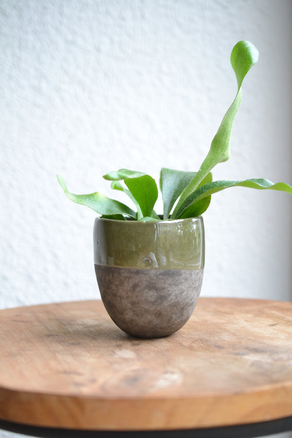 コウモリラン ネザーランズ× DOMANI FES FES swamp