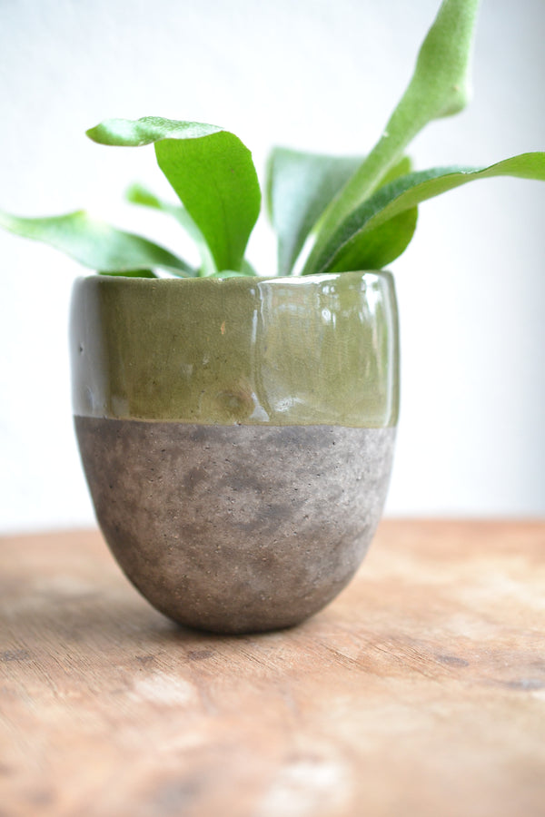 コウモリラン ネザーランズ× DOMANI FES FES swamp