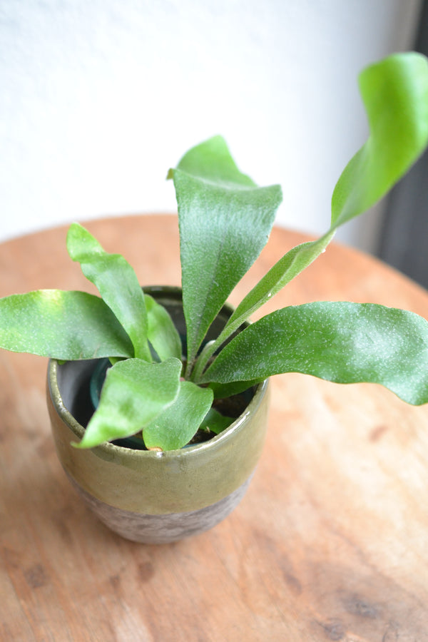 コウモリラン ネザーランズ× DOMANI FES FES swamp