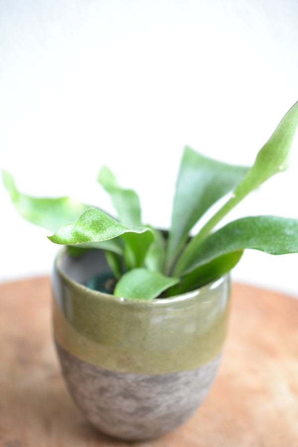 コウモリラン ネザーランズ× DOMANI FES FES swamp