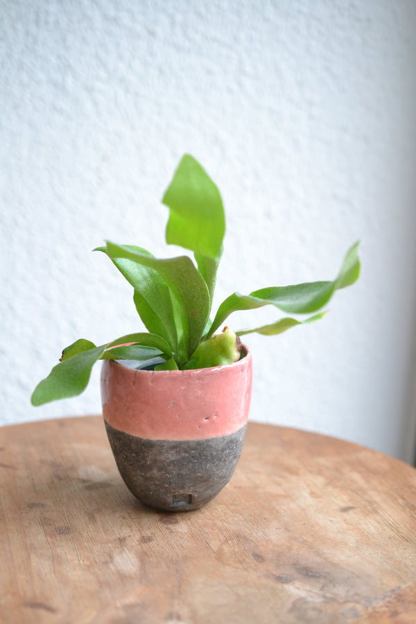 コウモリラン ネザーランズ× DOMANI FES LightCoral