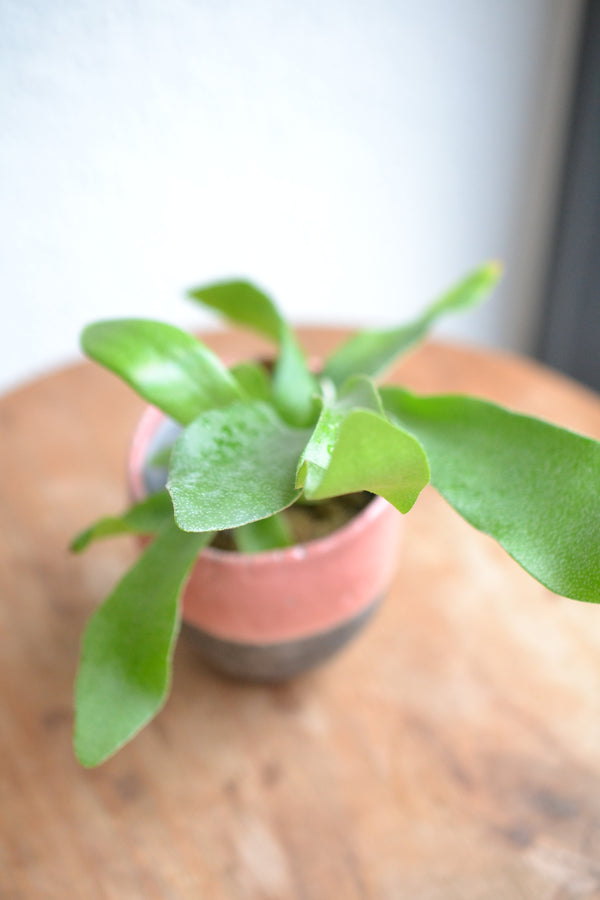 コウモリラン ネザーランズ× DOMANI FES LightCoral