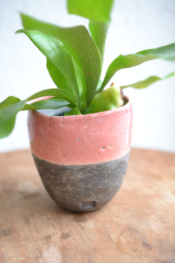 コウモリラン ネザーランズ× DOMANI FES LightCoral