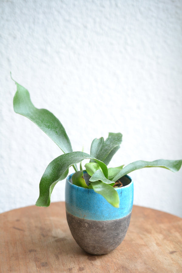 コウモリラン ネザーランズ× DOMANI FES Turquoise