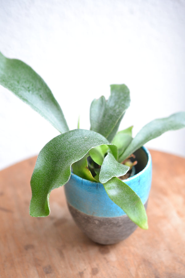 コウモリラン ネザーランズ× DOMANI FES Turquoise