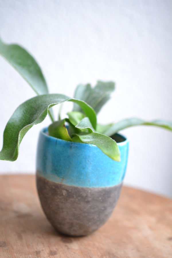 コウモリラン ネザーランズ× DOMANI FES Turquoise