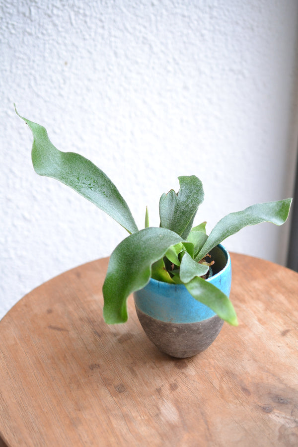 コウモリラン ネザーランズ× DOMANI FES Turquoise