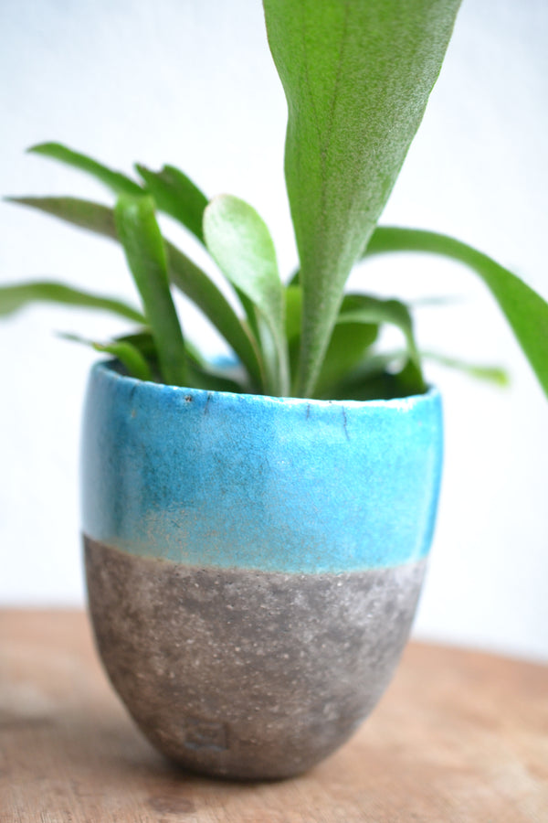 コウモリラン ネザーランズ× DOMANI FES Turquoise