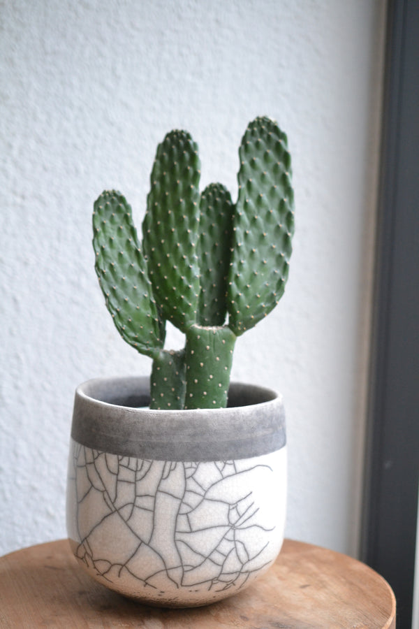 サボテン・スミエボシ×DOMANI