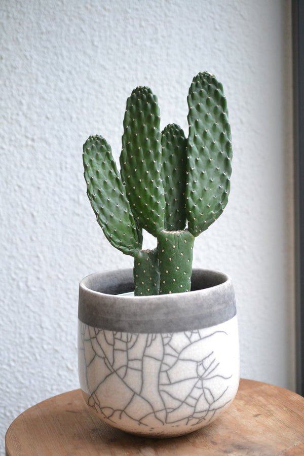 サボテン・スミエボシ×DOMANI