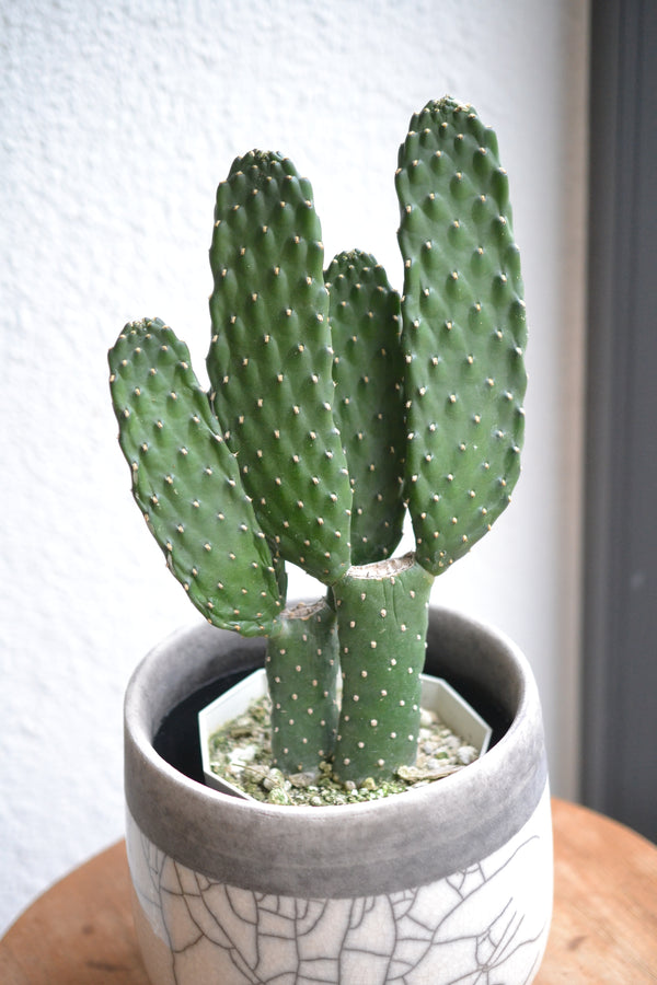 サボテン・スミエボシ×DOMANI