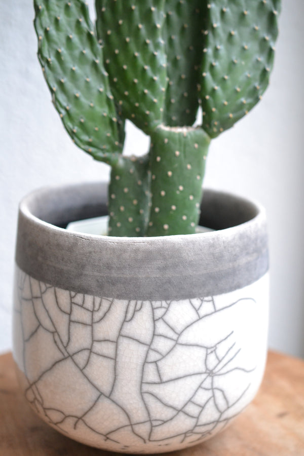 サボテン・スミエボシ×DOMANI