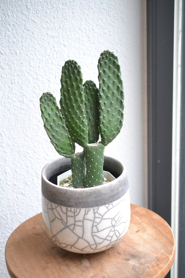 サボテン・スミエボシ×DOMANI