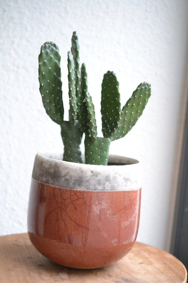 サボテン・スミエボシ×DOMANI