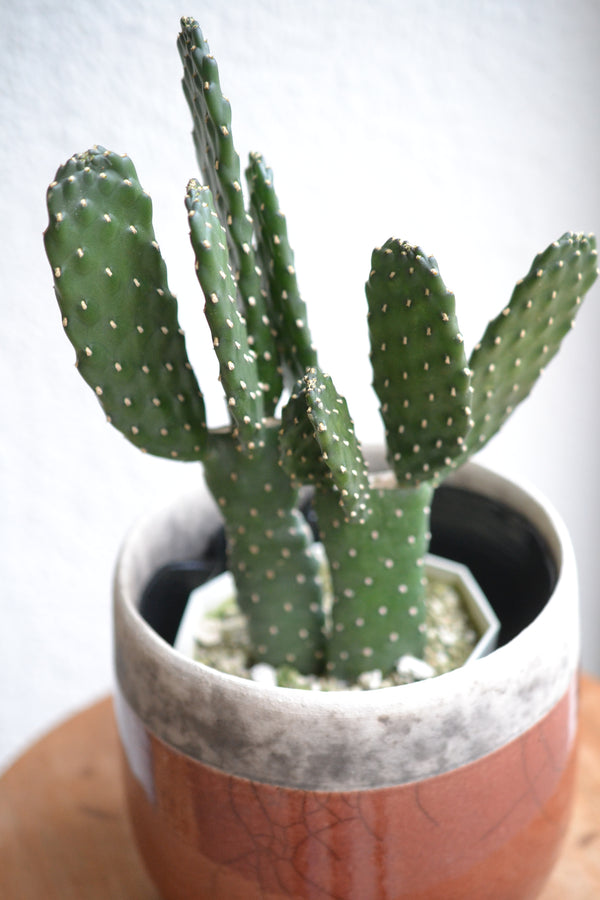 サボテン・スミエボシ×DOMANI