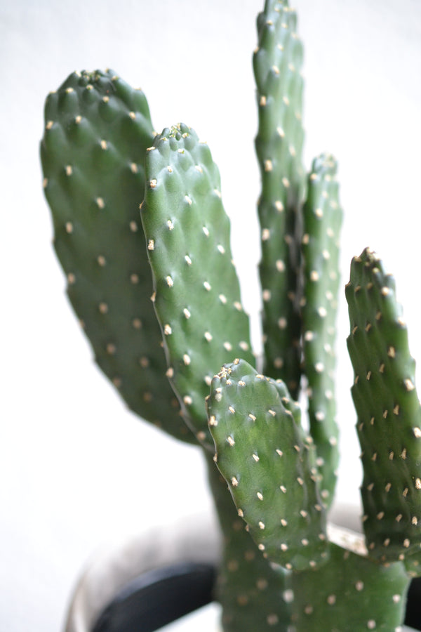 サボテン・スミエボシ×DOMANI