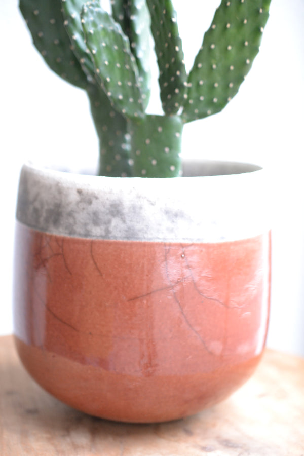 サボテン・スミエボシ×DOMANI