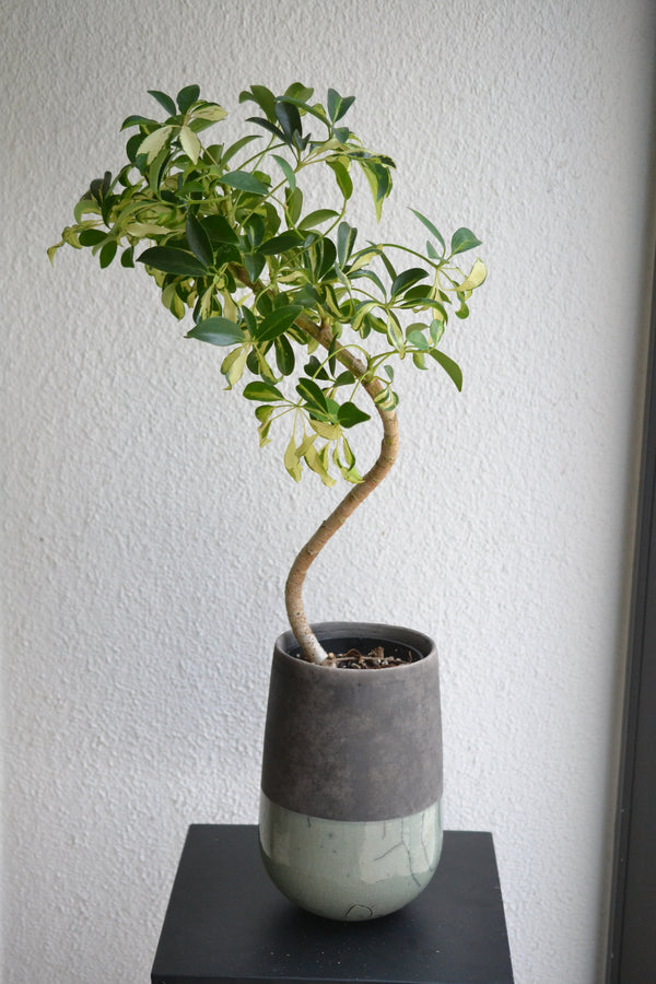 シェフレラ・コンパクタ 斑入り　DOMANI　