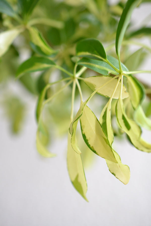 シェフレラ・コンパクタ 斑入り　DOMANI　