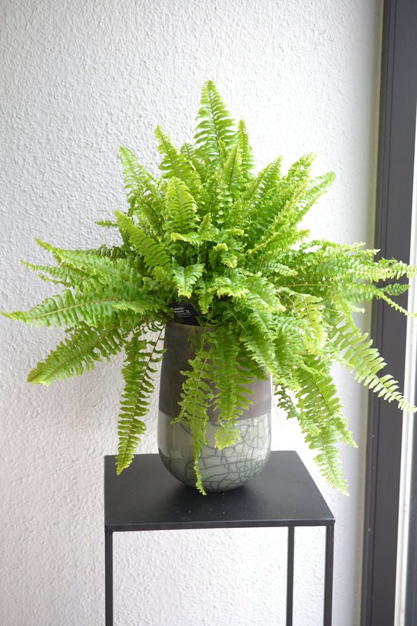 ネフロレピス×ドマーニ