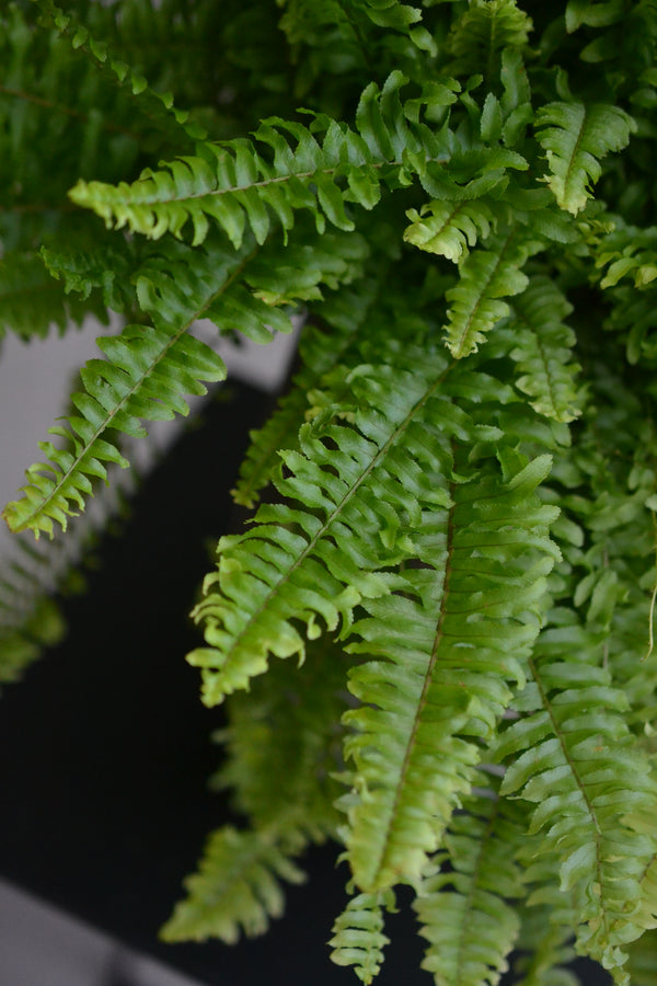 ネフロレピス×ドマーニ