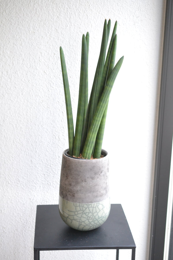 サンスベリア　スタッキー ×DOMANI