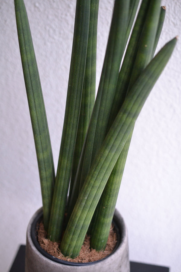 サンスベリア　スタッキー ×DOMANI