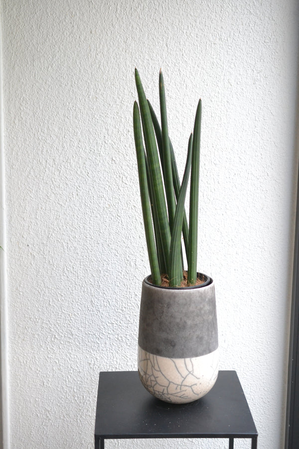 サンスベリア　スタッキー ×DOMANI