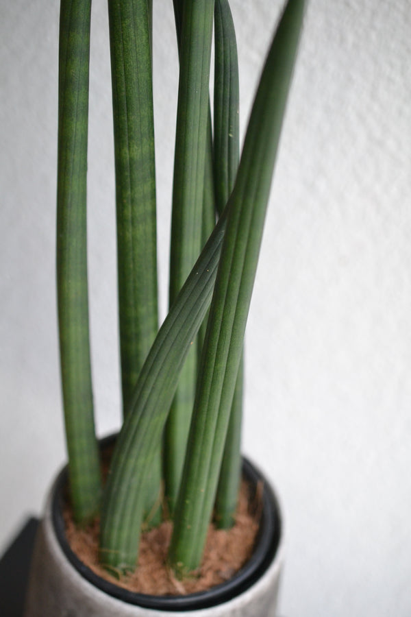 サンスベリア　スタッキー ×DOMANI