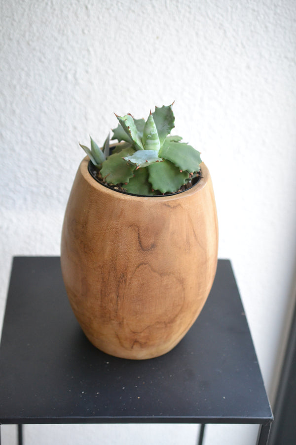 アガベ・イシスメンシス×ウッドポット