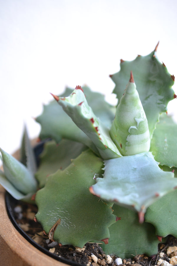 アガベ・イシスメンシス×ウッドポット