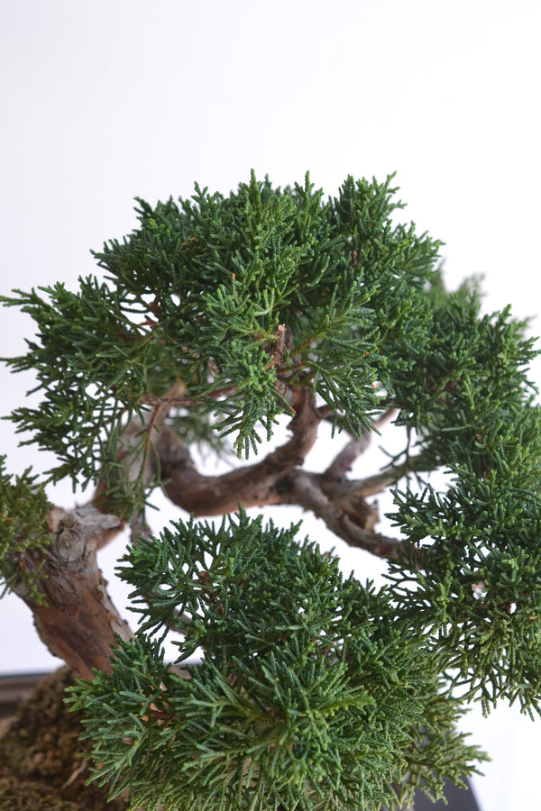 糸魚川真柏　盆栽