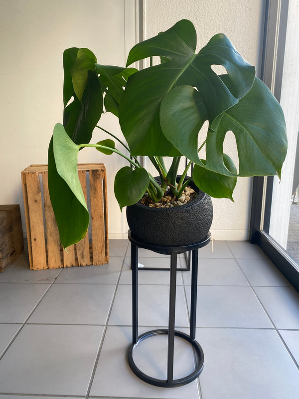 モンステラ　デジリオサ　