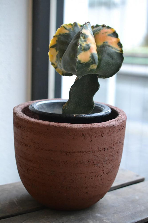 サボテン　鸞鳳玉