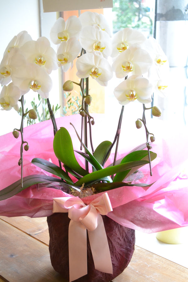 胡蝶蘭25輪〜30輪 3本立ち