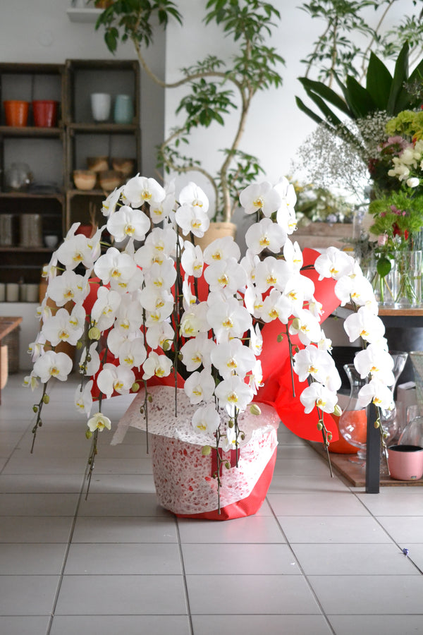 胡蝶蘭 80輪以上 7本立ち