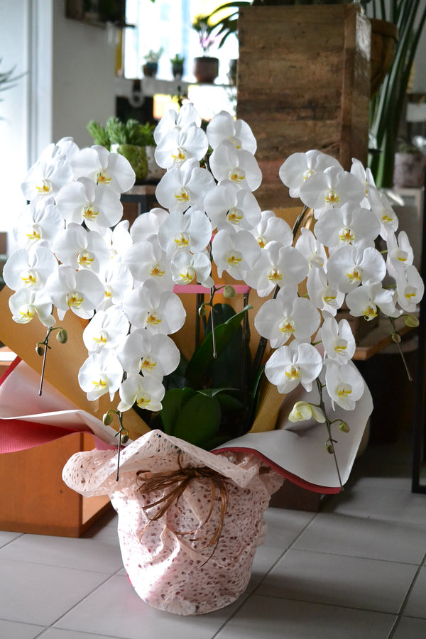 胡蝶蘭 55輪～60輪 5本立ち